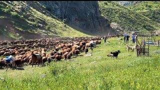 KOYUNLARLA KUZULARI BİRBİRİNDEN AYIRDIK  YILIN İLK SÜTÜ SAĞILDI [upl. by Cerys]