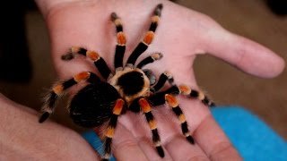 Handling beautiful Mexican Giant Red knee tarantula B annitha Inferion7 [upl. by Ocirred]