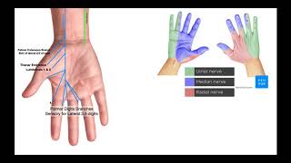 Branches of the Ulnar amp Median Nerves in Hand [upl. by Terrag]