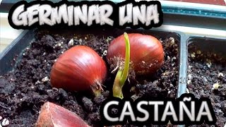 Como Germinar Una Castaña Super sencillo y Exito Total  La Huertina De Toni [upl. by Rochell579]