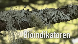 Bioindikatoren Ökologie FWU [upl. by Eimmij]