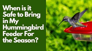 When is it Safe to Take My Hummingbird Feeder in For The Season [upl. by Nelrac]