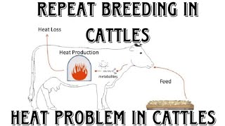 Heat Problem  Repeat Breeding in Cattle Hindi   पशु का हेहे में ना आना और गाभिन ना ठहरने का इलाज [upl. by Aihsoek]