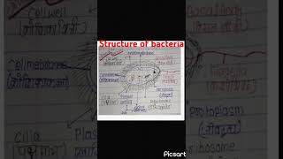 Structure of bacteria vickysharma333jivanu ki sanrachna🦠🦠🦠🦠🦠 class 9 biology jivanu ki sanrachna [upl. by Dnomso]