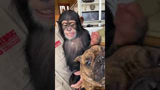 Angada the chimp has his own pet at Myrtle Beach Safari 🐵🐶 [upl. by Irt]