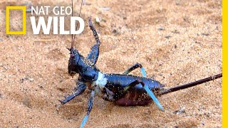 Giant Fighting Bug Filmed For First Time  Nat Geo Wild [upl. by Reidar413]