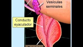 Eyaculacion RetardadaAnorgasmia Gran Consejo AUMENTA la Masa Seminal [upl. by Krongold]