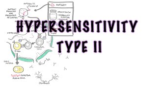 Hypersensitivity Type II Cytotoxic reaction  causes pathophysiology complement system [upl. by Aisatsanna]