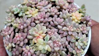 Propagate Bowl Of Variegated Graptopetalum Marinae [upl. by Perrine810]