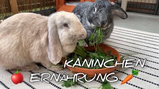 Ernährung von Kaninchen  Stupsnasenbande [upl. by Meehahs]