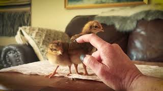 Welsummer Chicks Cockerel and Pullet 3 Weeks [upl. by Novak]