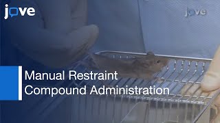 Manual Restraint amp Compound Administration in Mice [upl. by Alenairam]