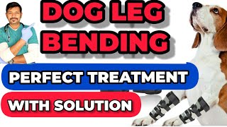 Puppy Dog Leg Bending Solution  Puppy leg Problems  Dog Puppy Leg Bending Treatment  Dog leg Bend [upl. by Kamillah]