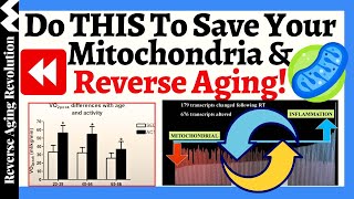 Do THIS To SAVE Your Mitochondria amp REVERSE Aging  What Are The Researches Show [upl. by Lesly901]