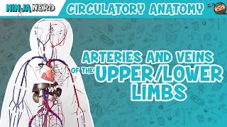 Circulatory System  Arteries amp Veins of the Upper amp Lower Limbs  Wire Man Model [upl. by Dareen360]