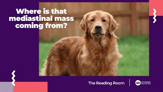 Where is that mediastinal mass coming from  The Reading Room  Veterinary Radiology Explained [upl. by Lakym]