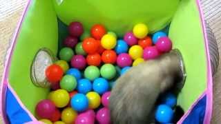 Ferret loves his NEW PopNPlay Ball Pit [upl. by Artenra155]