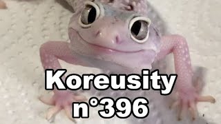 Le Zap De Koreusity n°396 🔥 Les meilleurs vidéos du web 🔥 [upl. by Aubine860]