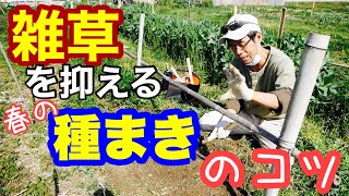 【自然農】雑草を抑える春の種まきのコツ草マルチのやり方とメリットデメリット2021年3月18日 [upl. by Bishop374]