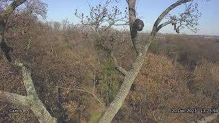 National Arboretum Eagle Cam A [upl. by Alleunamme]