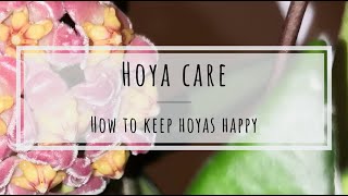 Hoya care how to keep Hoya plants happy [upl. by Borman]