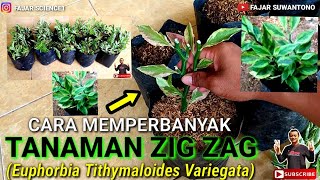 Cara memperbanyak tanaman Zig Zag  Euphorbia Tithymaloides Variegata  Propagation  Stek Batang [upl. by Llenel]