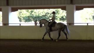 Califa  Imported 2007 Lusitano Dressage Stallion [upl. by Vonny]