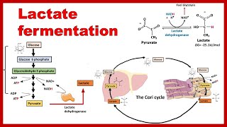 Lactate Fermentation  Anaerobic fate of Pyruvate [upl. by Alyda]