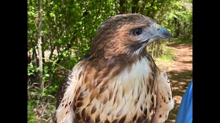 Red tailed Hawk animal encounter with Samantha [upl. by Dorella]