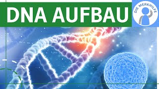 Zusammensetzung der DNA  DNA Aufbau  Bestandteile amp Struktur der DNA  Nucleotide Bausteine [upl. by Sirak]