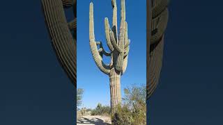 Saguaro National Park East  The giant saguaro Cactus！ [upl. by Eniowtna533]