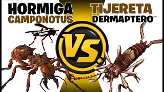 TIJERETA VS HORMIGA  COMENTADO [upl. by Rafaelle]