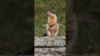 Columbian Ground Squirrel Makes HighPitched Chirping Sound in Glacier National Park [upl. by Anirbaz]