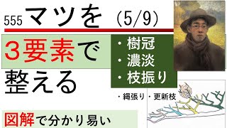 555 マツを三要素で整える Pine pruning is divided into three processes [upl. by Orabelle]