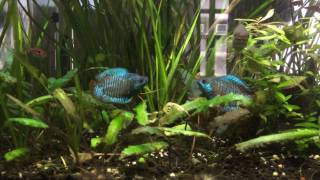 Dwarf Gouramis Fighting [upl. by Caine875]