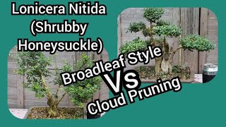 Lonicera Nitida Bonsai Shrubby Honeysuckle Broadleaf Style Vs Cloud Pruning [upl. by Atibat]