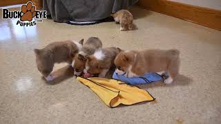 Adorable Welsh Corgi Puppies [upl. by Enileda531]