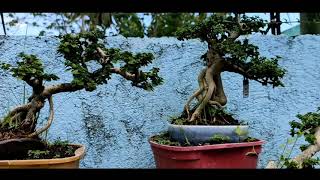 Argao Taiwan Bonsai  Premna microphylla  Bonsai Techniques PapaJtheGreenMinded [upl. by Gesner392]