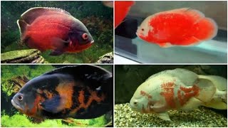 12 Different Types of OSCAR fish [upl. by Gerger]