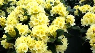 Best Garden Shrubs Rhododendron Capistrano [upl. by Cortie]