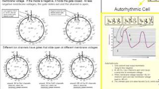 Cardiac Action Potentials Part 1 Review of Action Potentials [upl. by Claman]