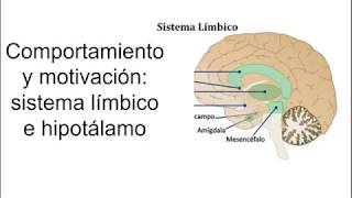 Sistema límbico e hipotálamo  Fisiología [upl. by Anined]