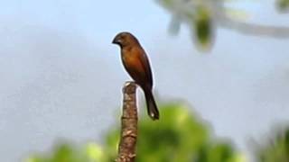 Sporophila angolensis  Curió  Chestnutbellied SeedFinch [upl. by Jordon202]