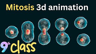 mitosis 3d animation  Phases of mitosis  9th class [upl. by Stefanac]