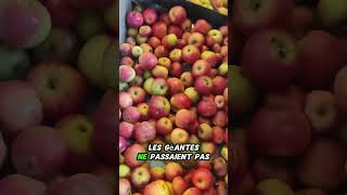 Jus de pomme permaculture diy autonomie [upl. by Notle]