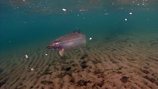 Winter Bank Fishing for Trout at Lake Roosevelt Washington [upl. by Burton]