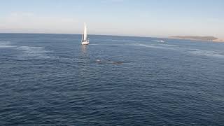 Orca spotted hunting dolphin off San Diego coast [upl. by Evadne]