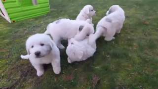 pyrenean mountain dog great pyrenees puppies [upl. by Rani]