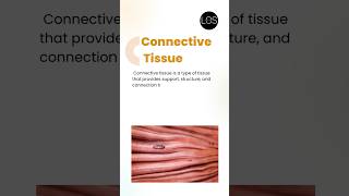 Connective Tissue Class 9 Biology  Tissues [upl. by Yeca673]