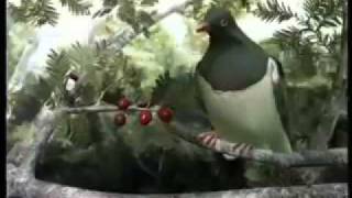 Kereru  Drunken Kereru [upl. by Akilam]